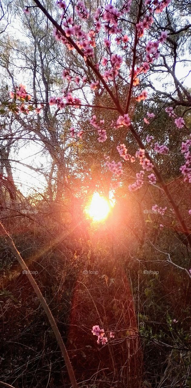 sol del atardecer entre árboles y flores de cerezo