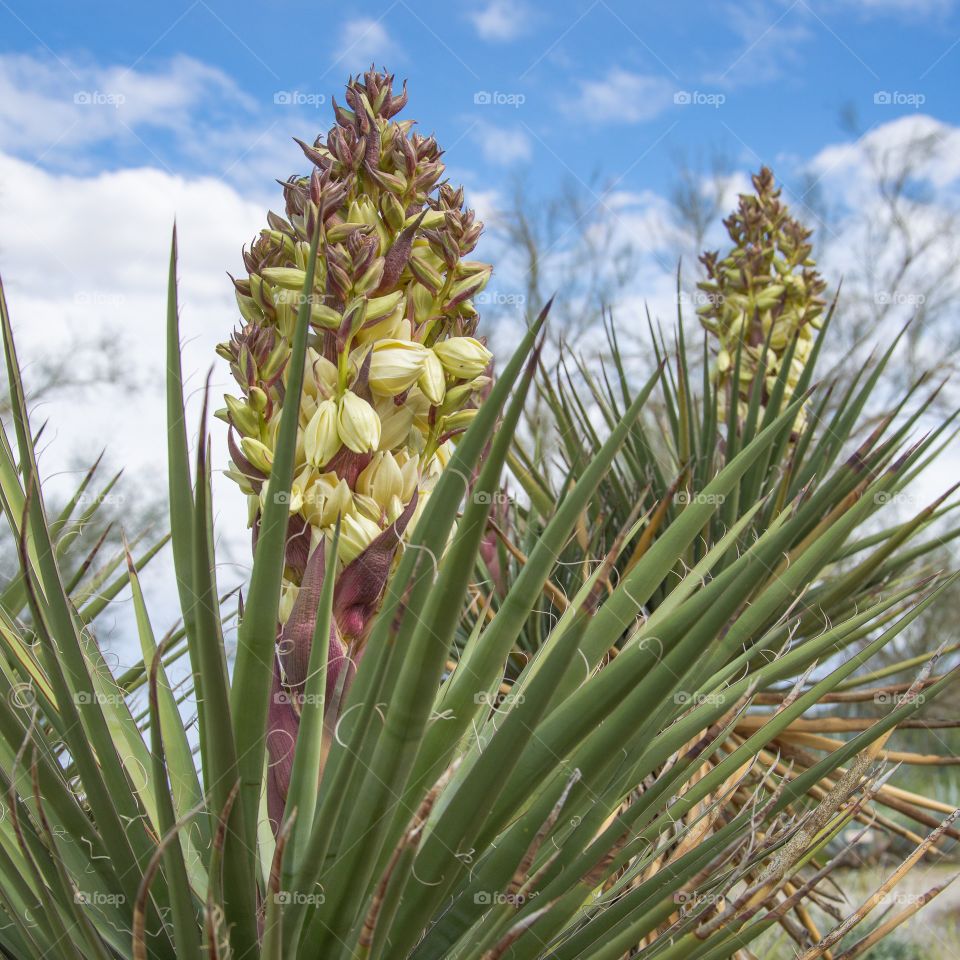 Blooming Yucca