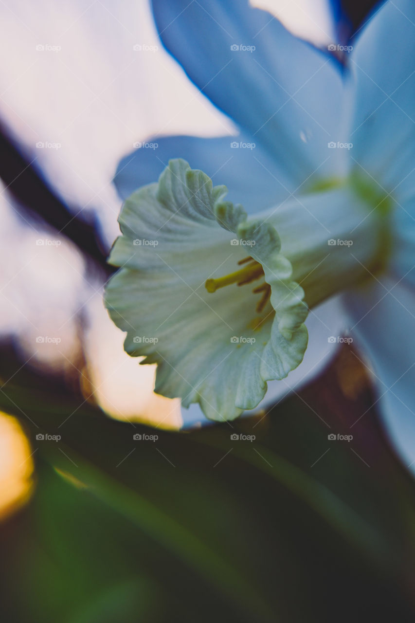 white daffodil at dusk
