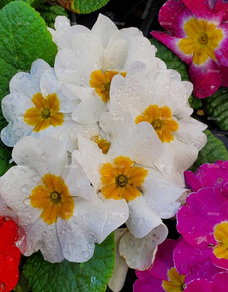 White Flowers with Morning Dew