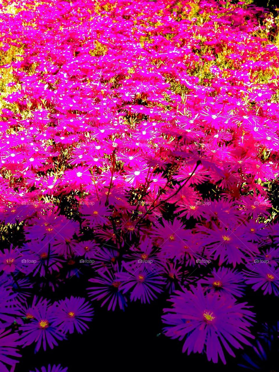 Meadow