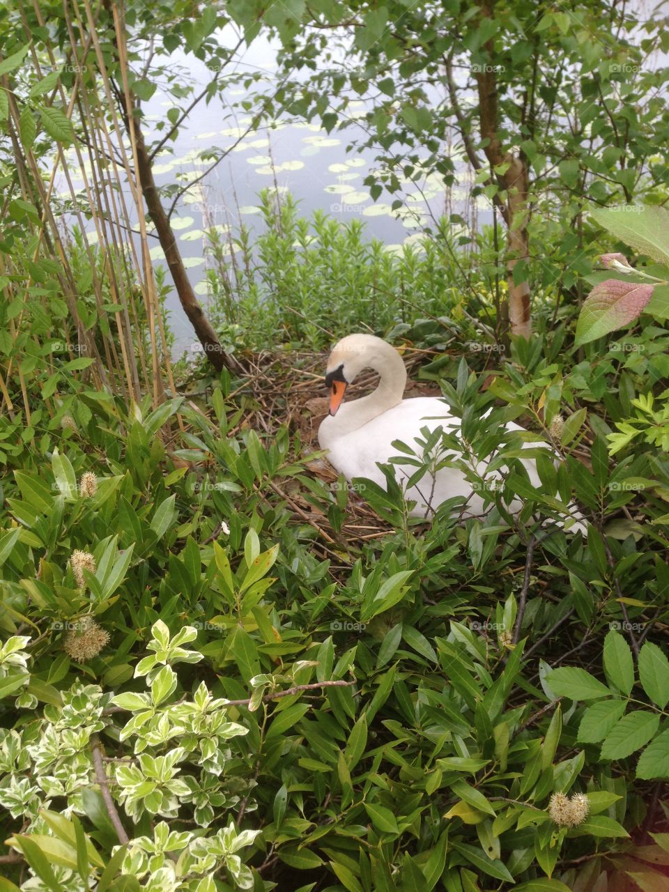  Swan in nest 