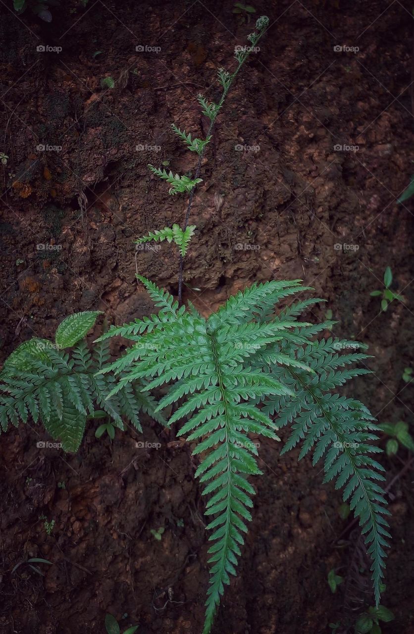 naturelove, green, plants, dark picture