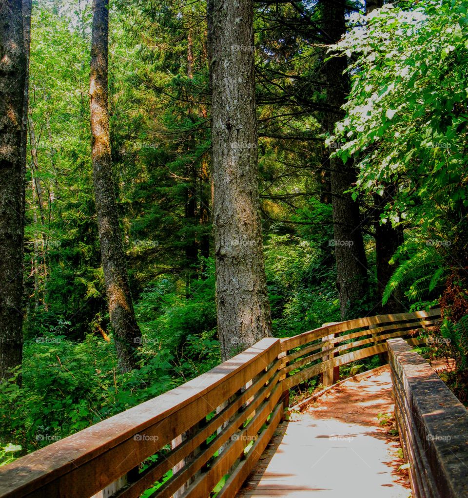 Wood Foot Bridge in Forest "Walk the Line"