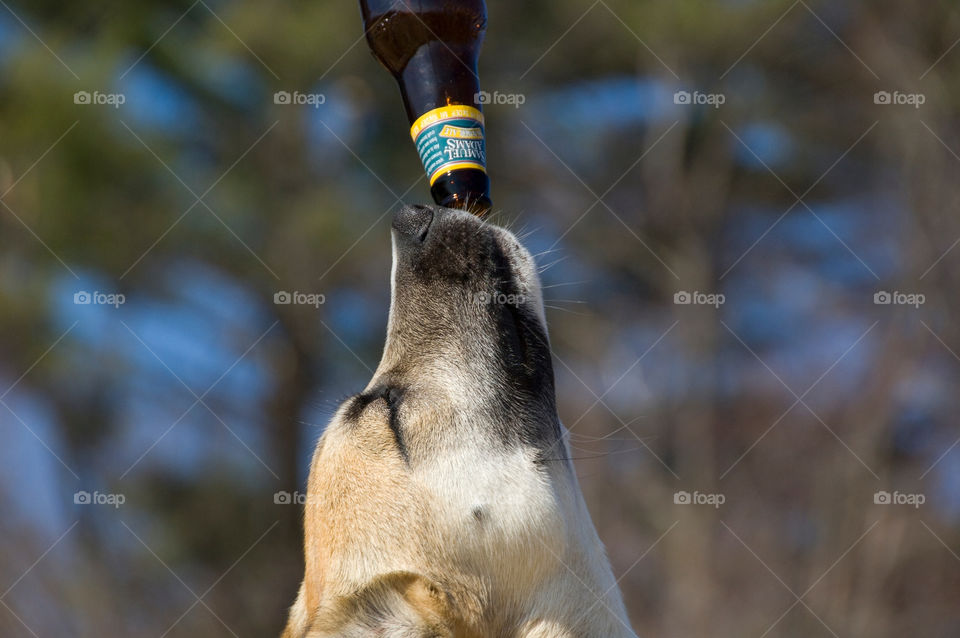 Dog drinking a Sam Adams