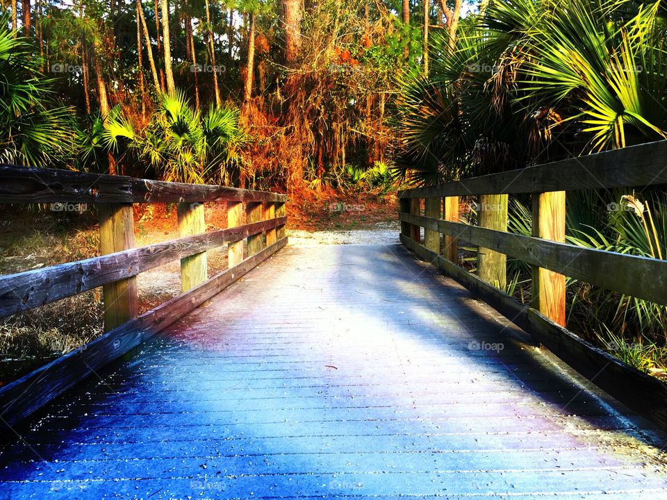 Forest Boardwalk 