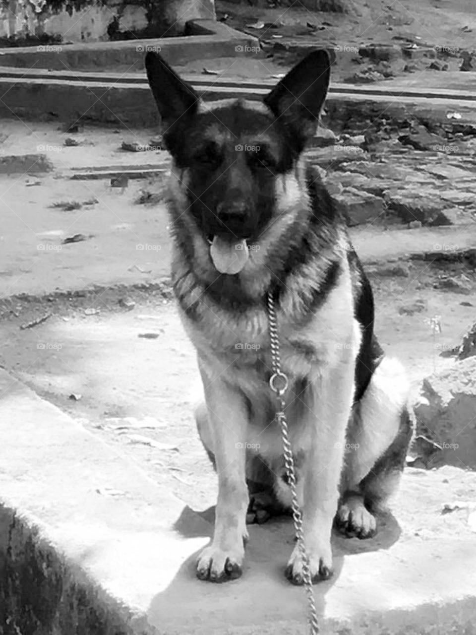 The German Shepherd breed is known for their aggressive behaviors and tendencies. In fact, they are often touted for this behavior and it is utilized to make good, strong guard dogs.They are highly intelligent breed and would need proper training.