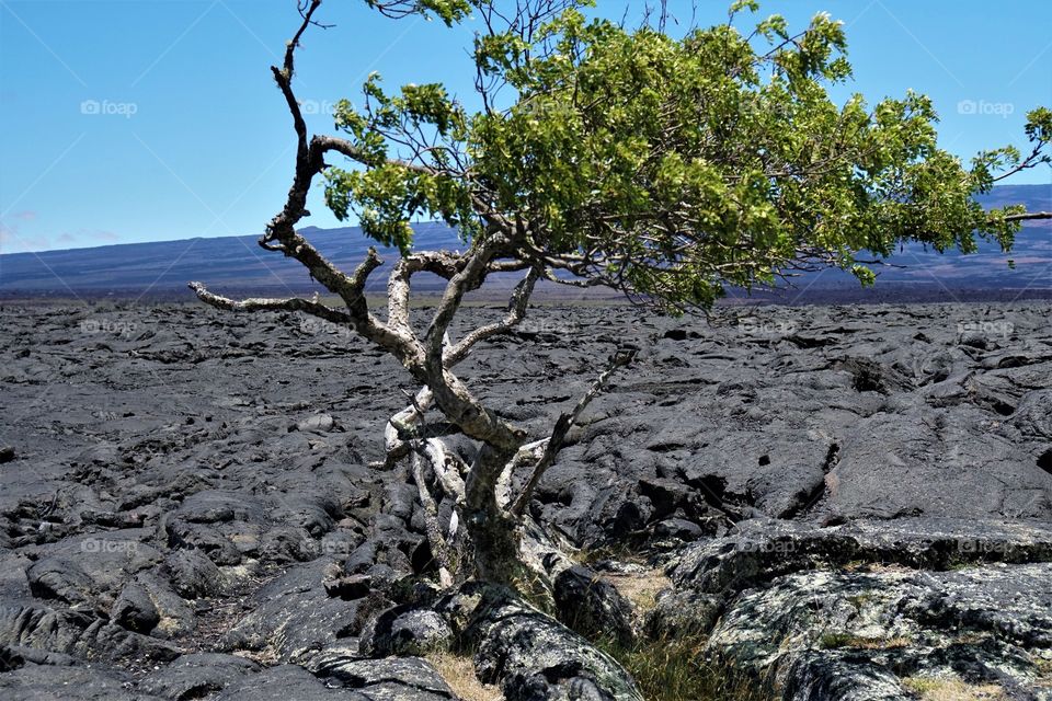 A lone tree grows out of the lava fields near Hilo Hawaii