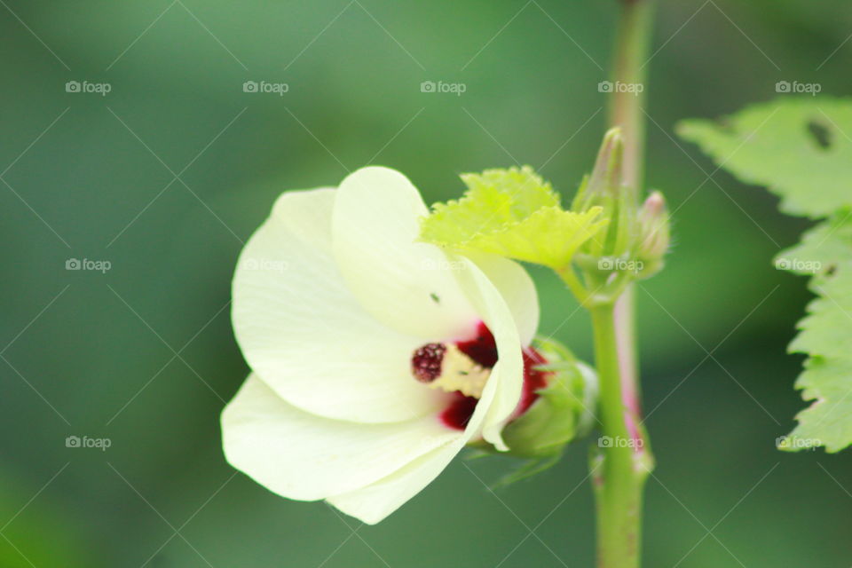 okra flower