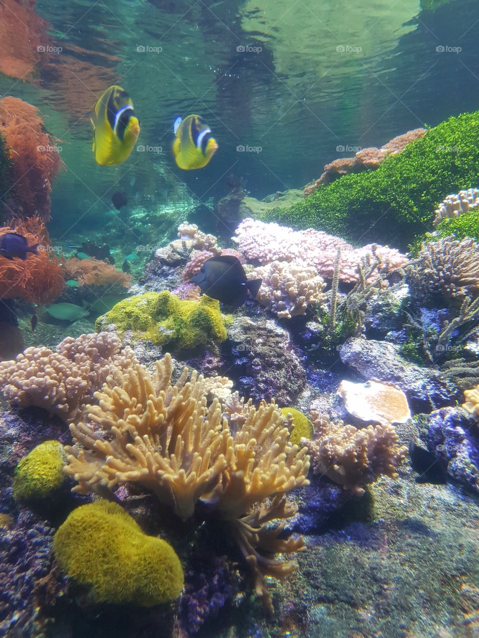 Multicolored fishes, corals and anemones in aquarium