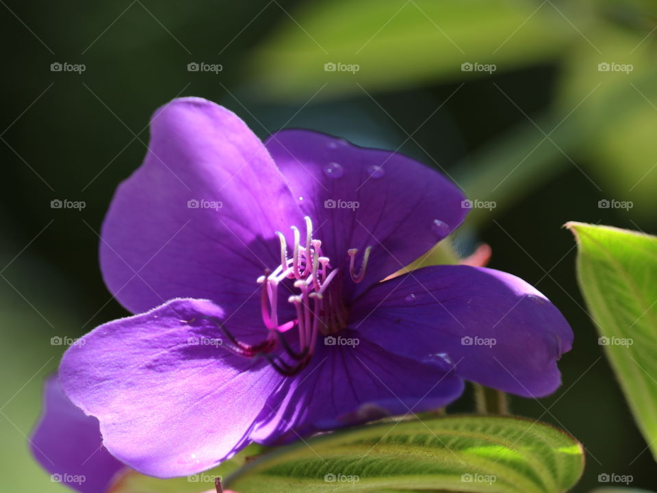 voilet purple flower
