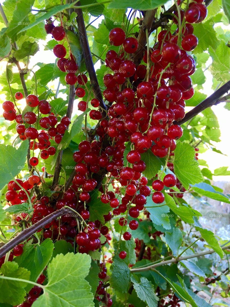 redcurrants