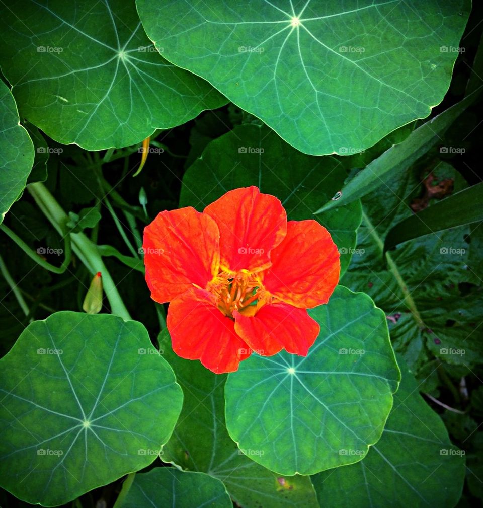 Nasturtium