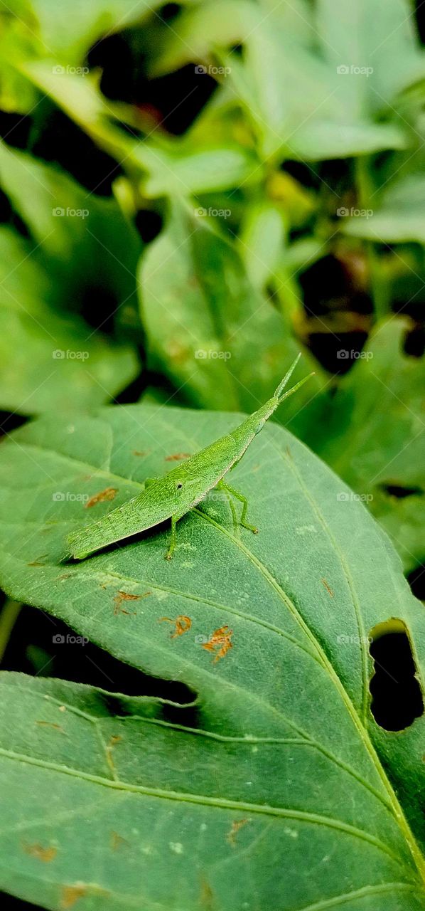 Tiny Grasshopper