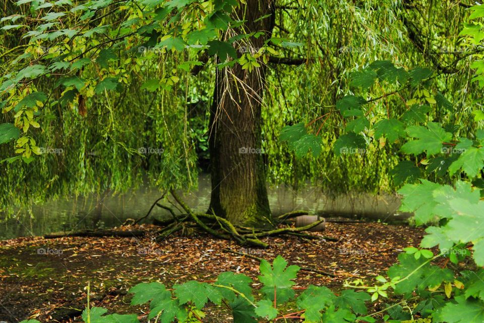 Weeping willow