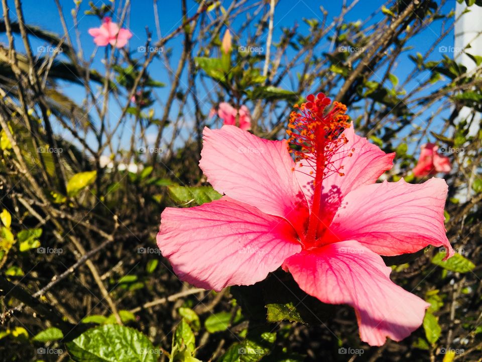 Pink flower 🌸 