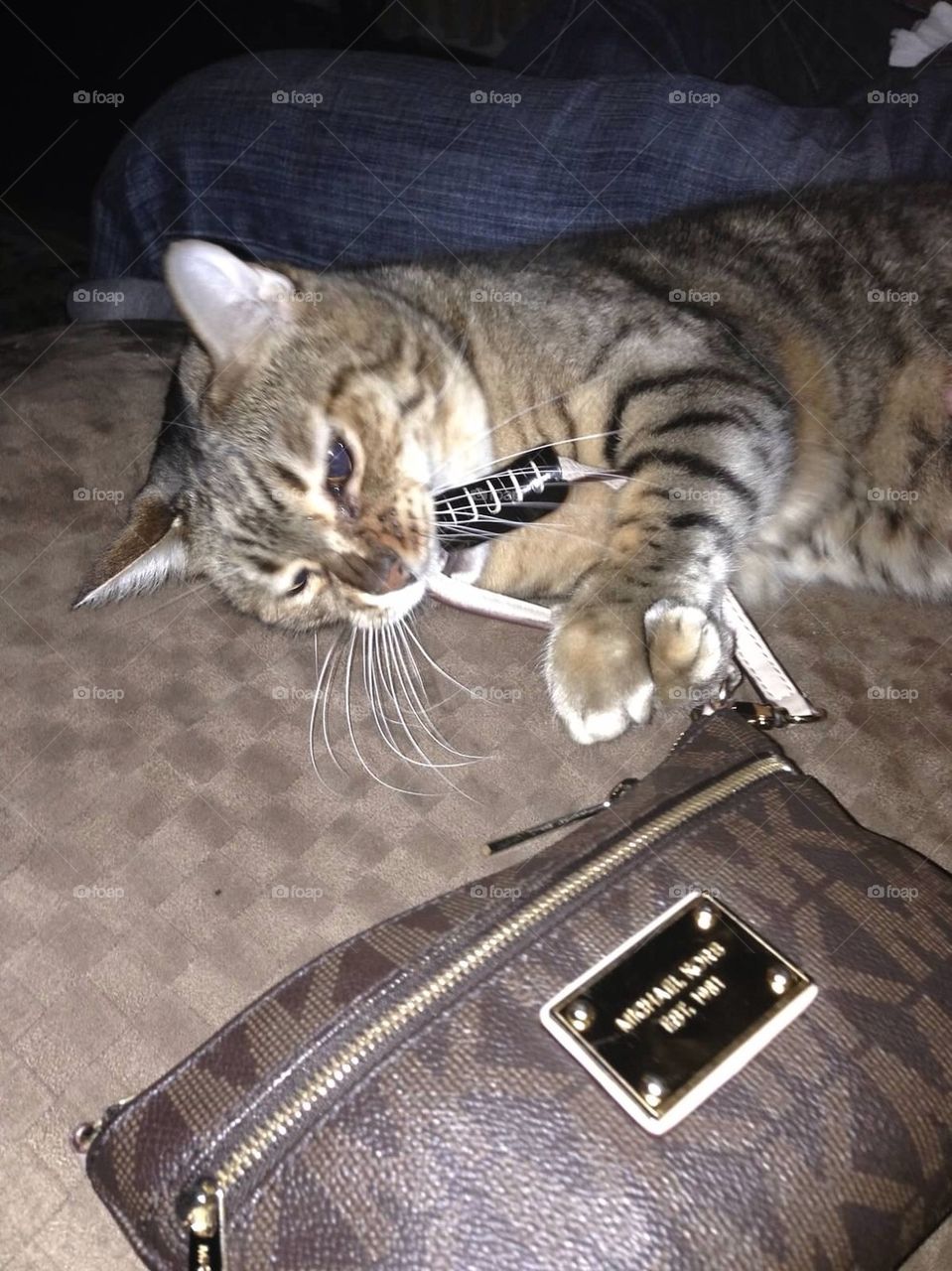 Cat playing with micheal Kors