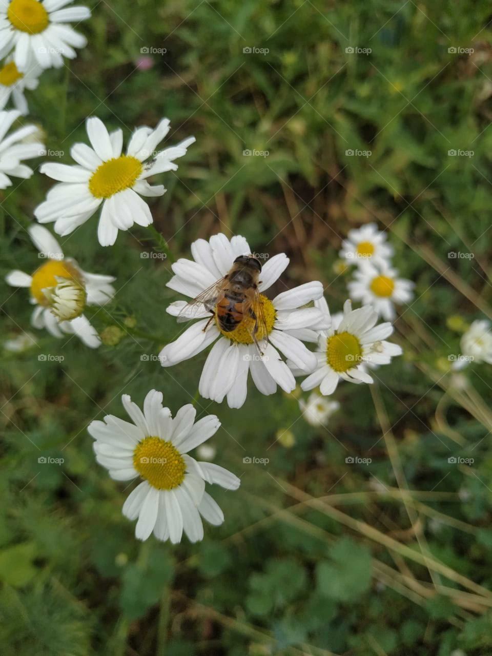Bee