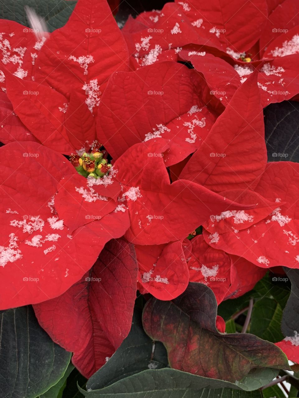 Poinsettia snow