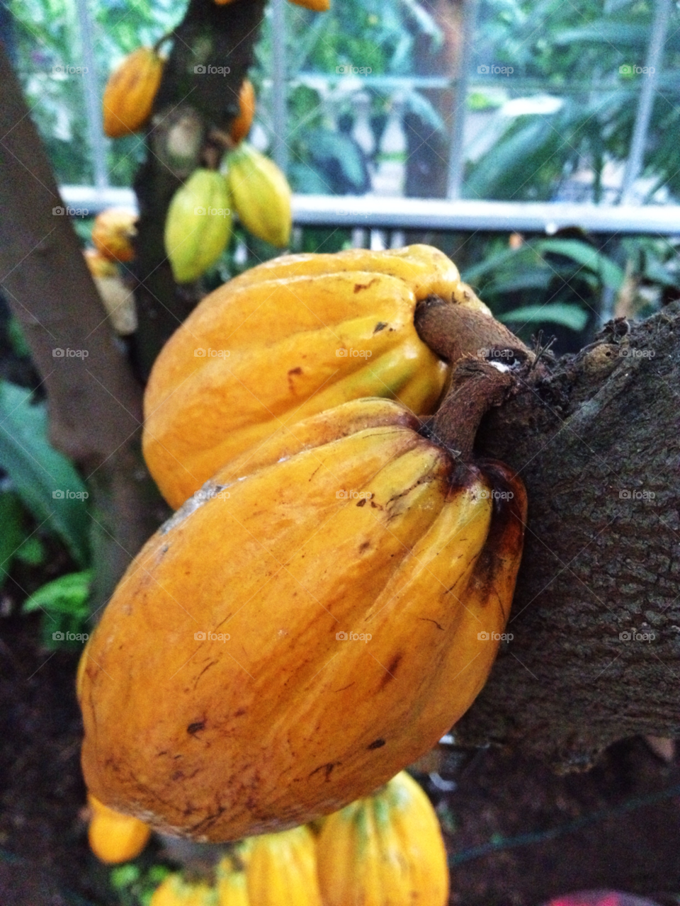 tree chocolate seed cacao by stephenfc
