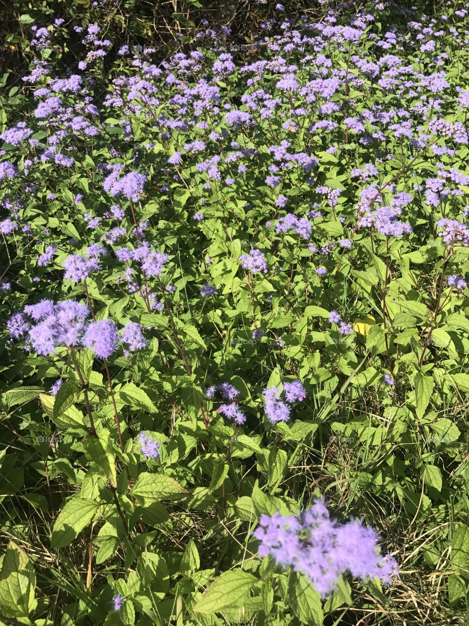 Purple flowers in direct sunlight.  