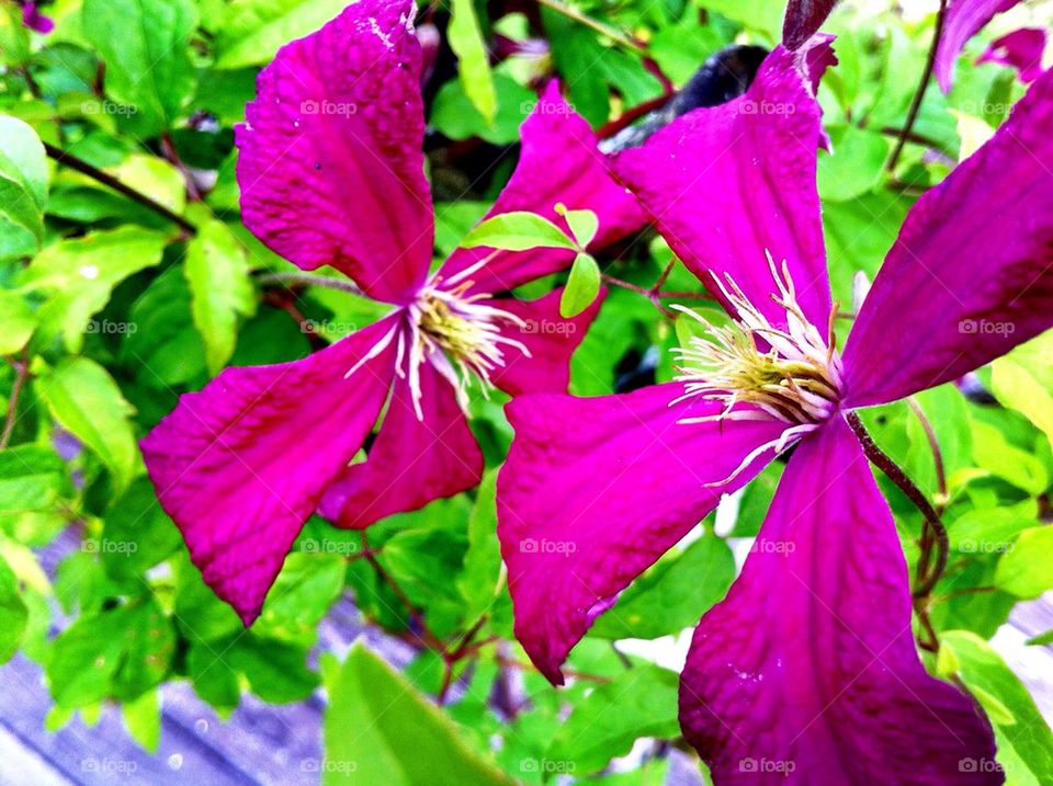 Flowering purple clematis in summer,