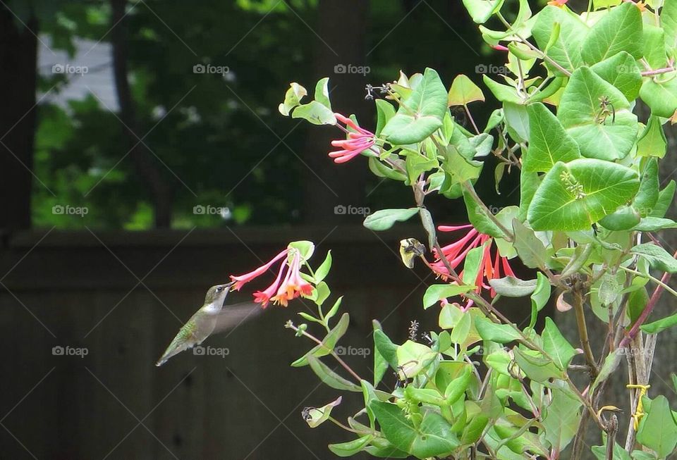 Hummingbird