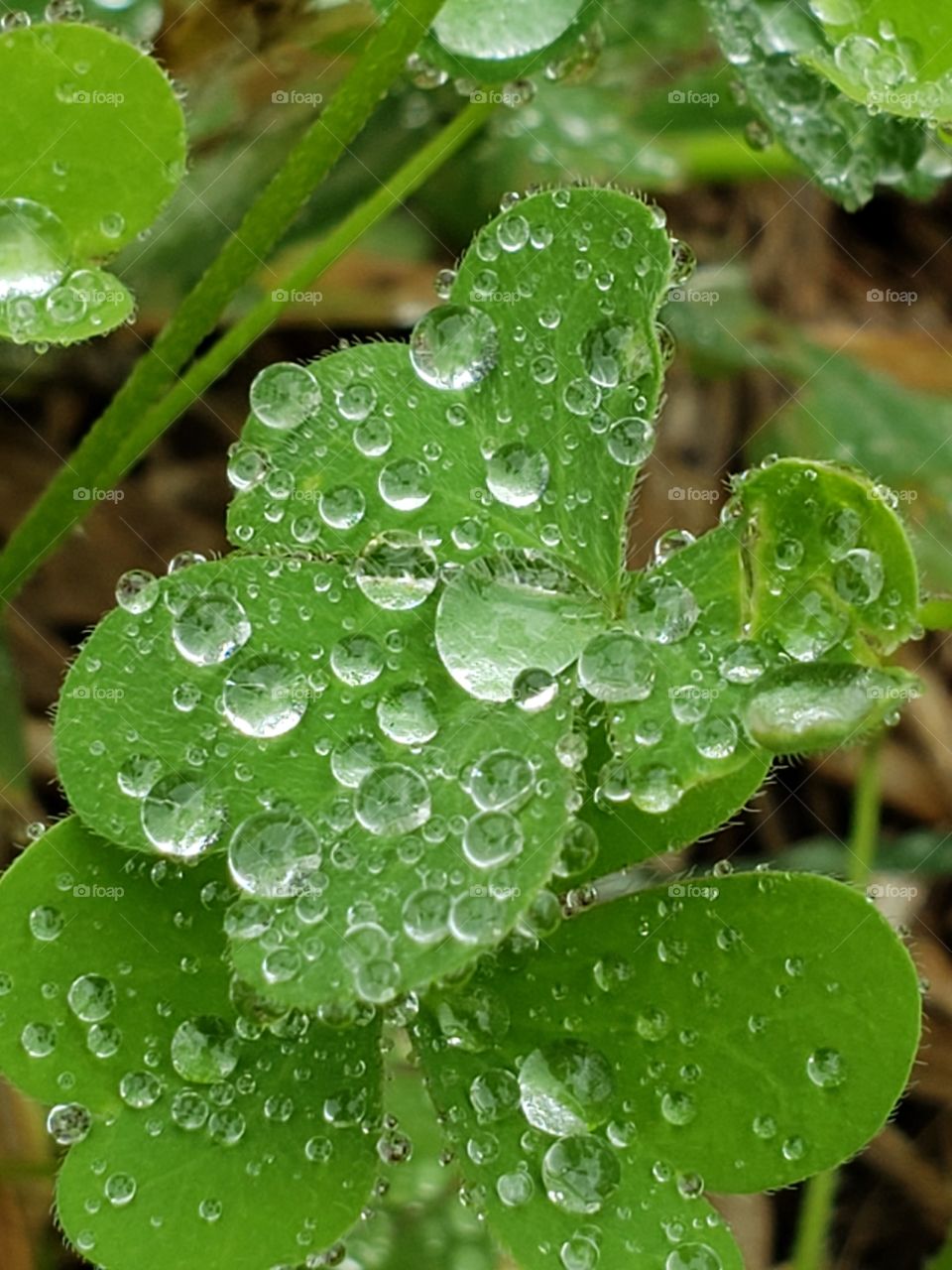 Clover leaf close up