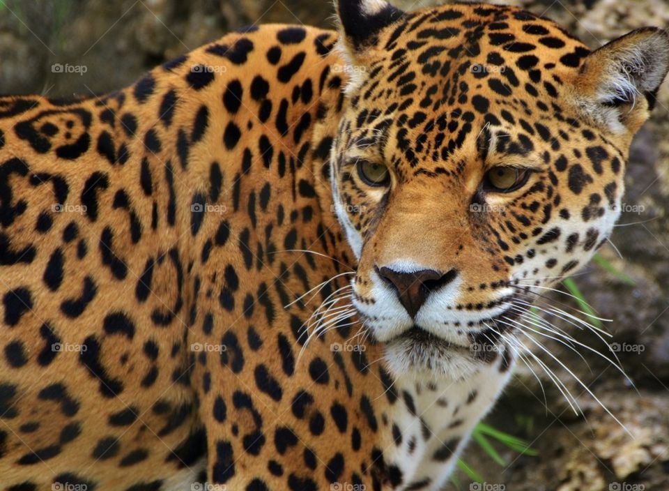 Jaguar