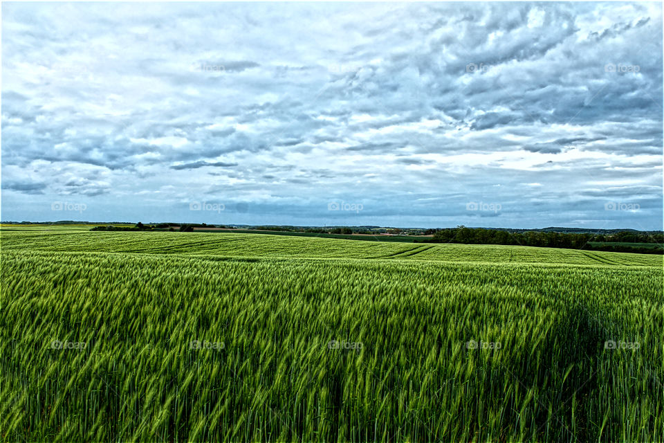 Dramatisches jungkornfeld