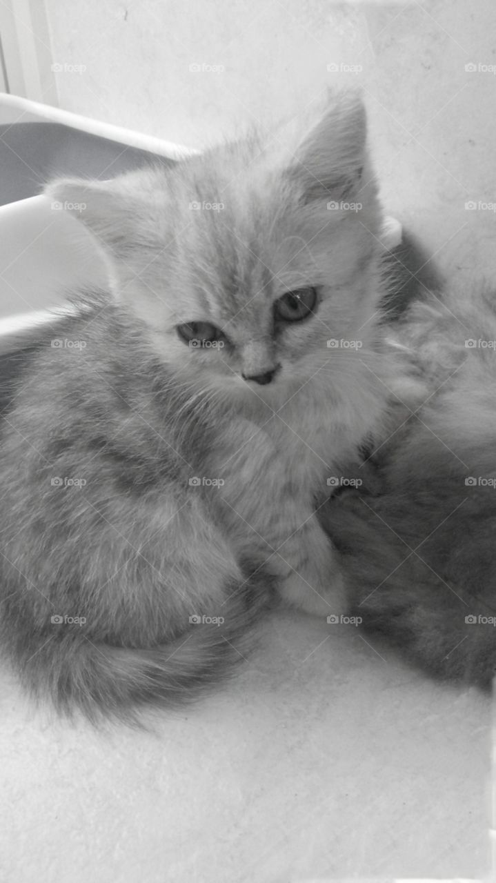 Cat, Kitten, Cute, Pet, Fur