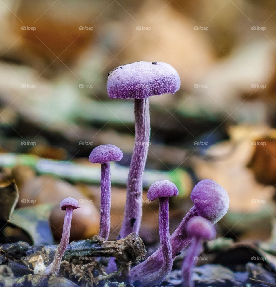 Six, small purple amethyst deceiver mushrooms poke out through the leaf litter