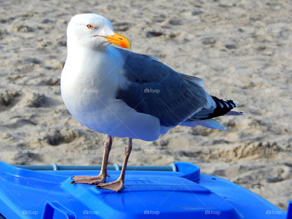 Inquisitive seagull