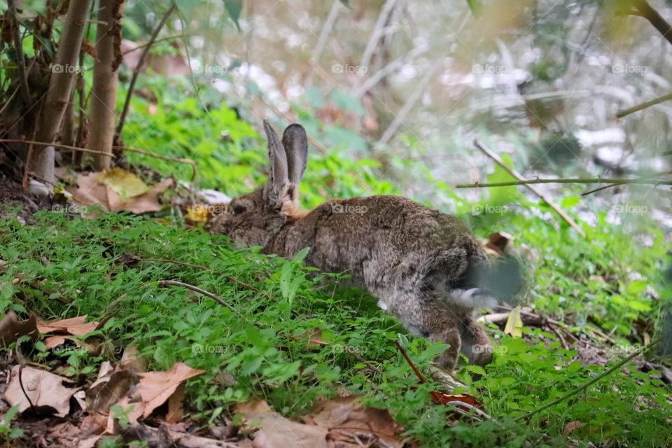 A wild rabbit in a wooded part of the city of Madrid