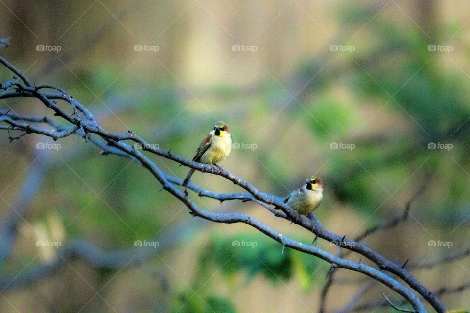 Plain-Backed Sparrow 