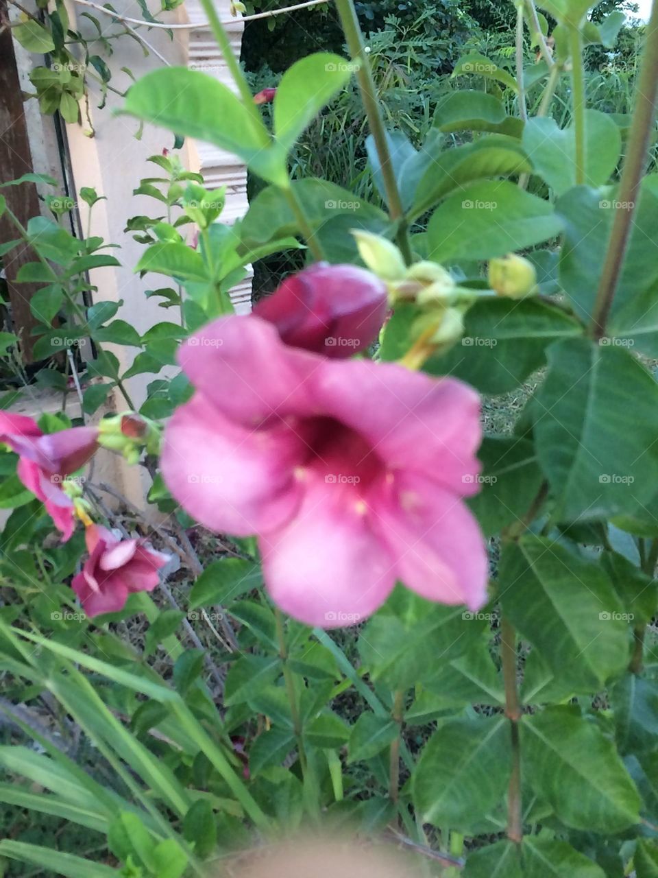 Pinkish Purplish Bloom