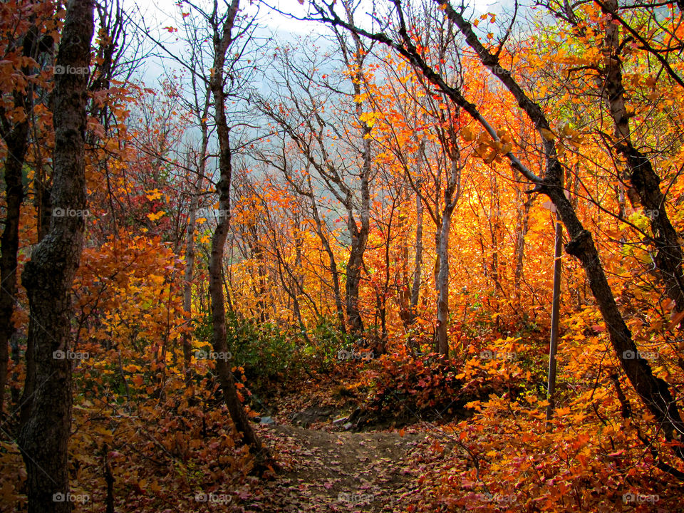 Orange and yellow fall colors light the landscape in a forest in Sundance, Utah. 
