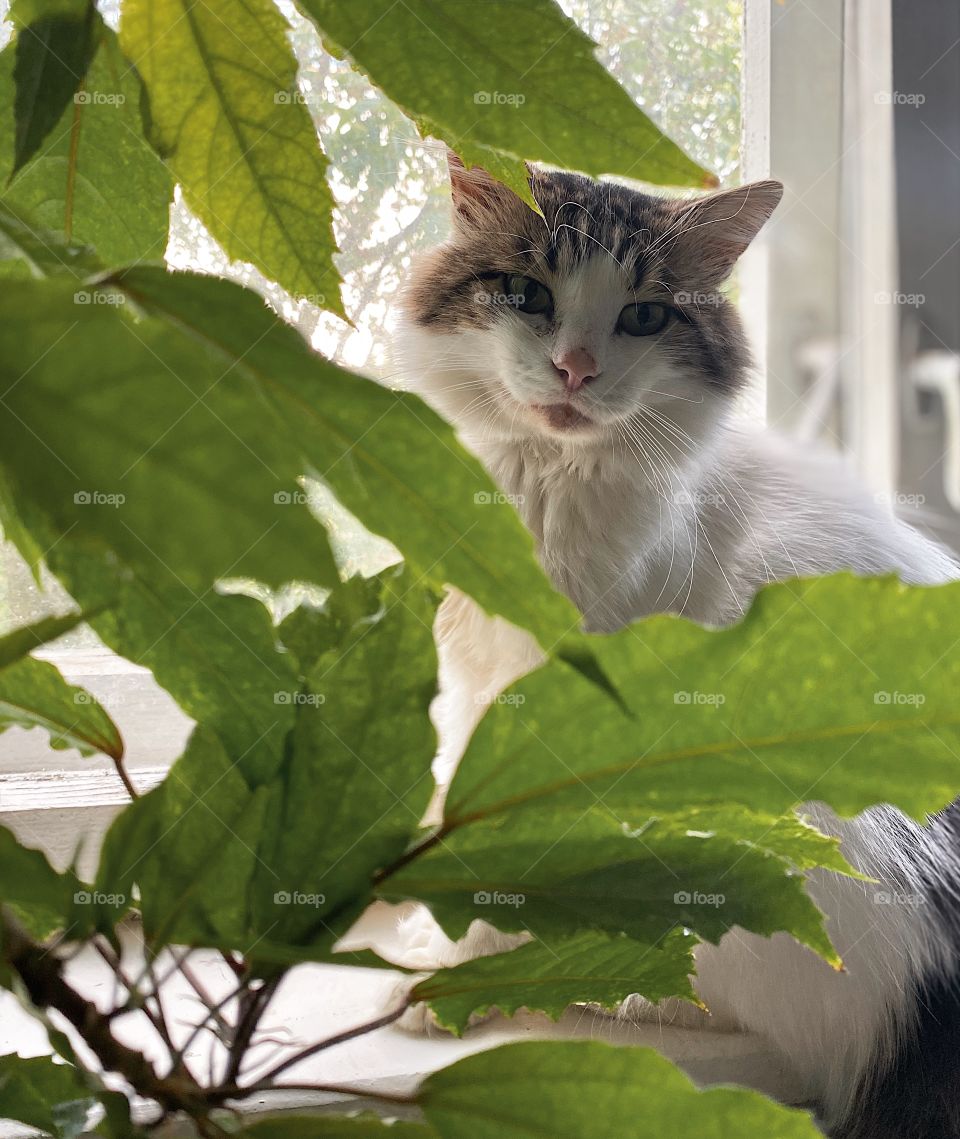 Indoor cat portrait