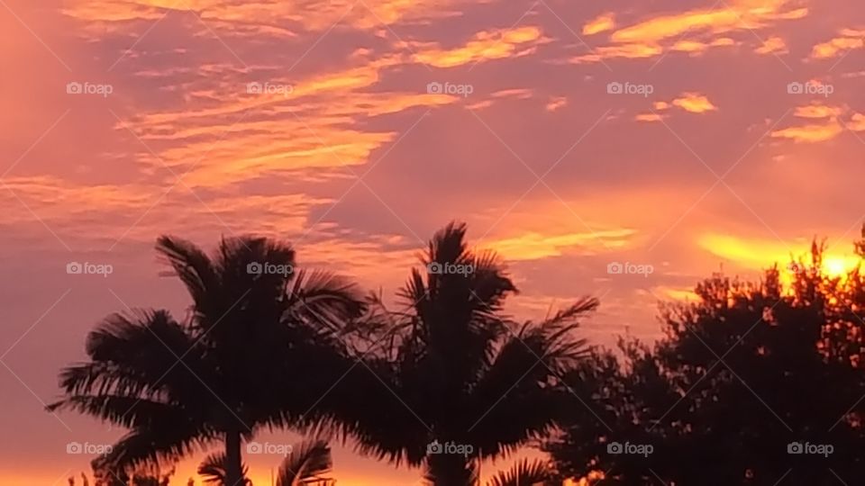 Silhouette tree against sunset