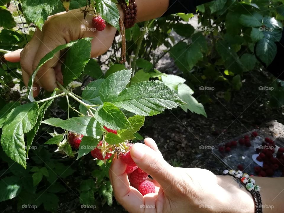 Fruits