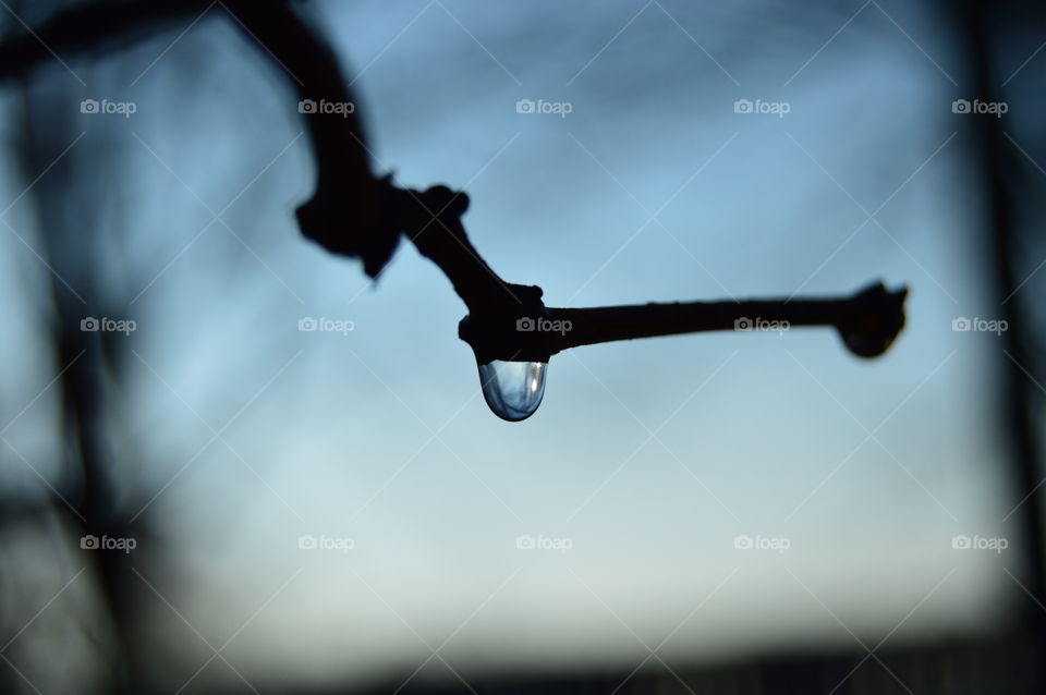 Water drop on twig