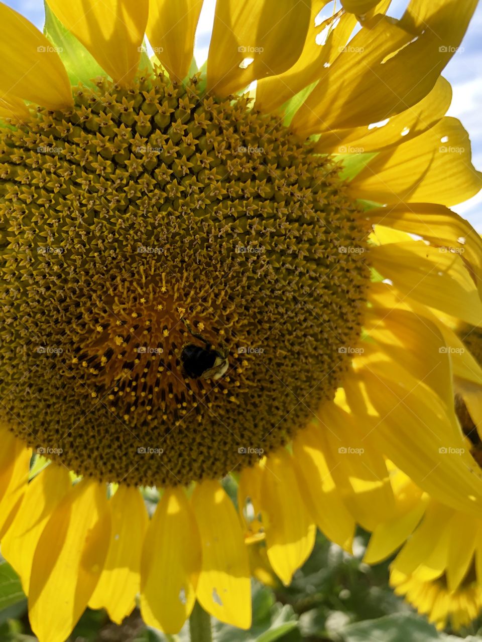 Sunflower closeup 