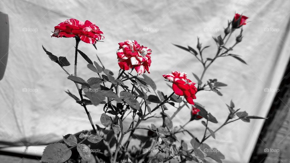 Lindas flores reais. Rosinhas mescladas com as cores originais com edição em preto e branco nas cores de fundo.