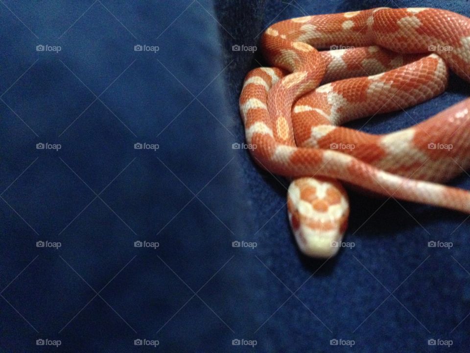 Corn snake 