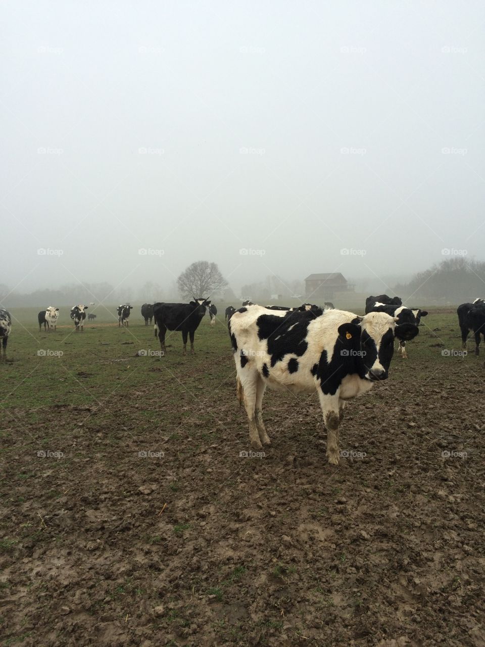 Cows in the mist
