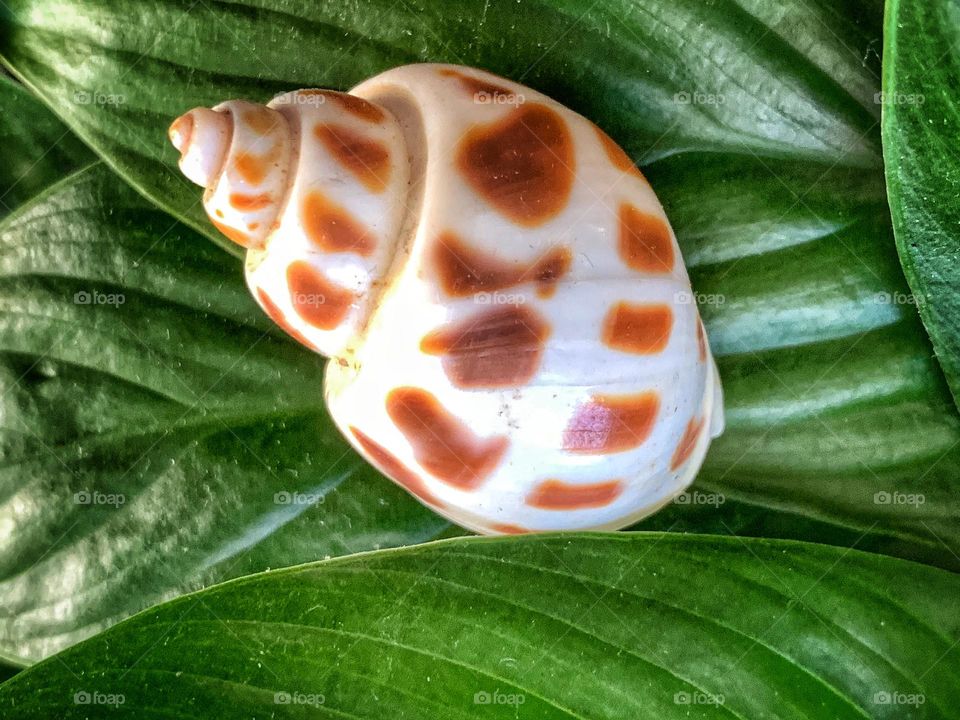 Shell on the leaves.