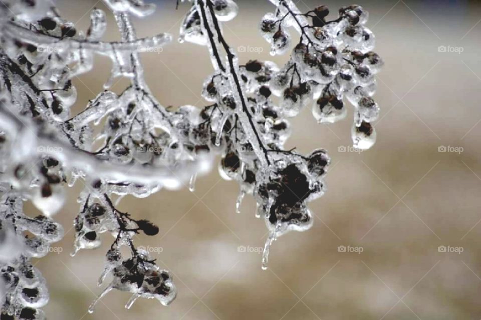 ice covered berries