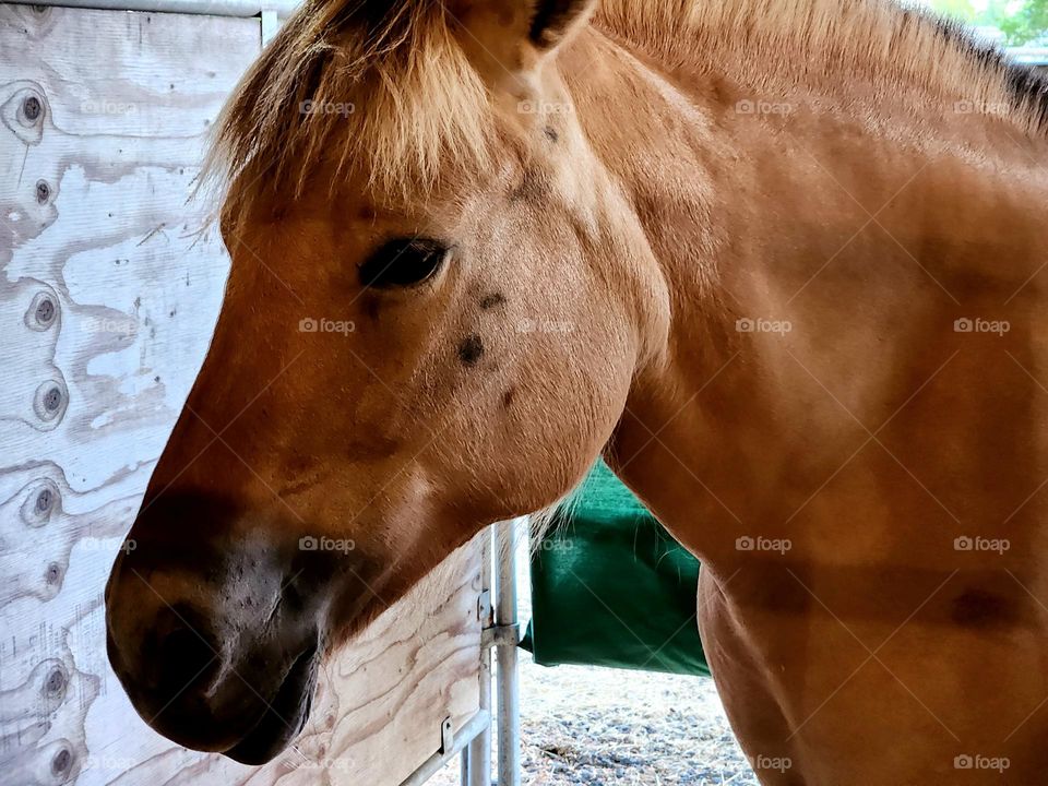 close up profile view of a beautiful brown and black  horse on display at an Oregon County fair