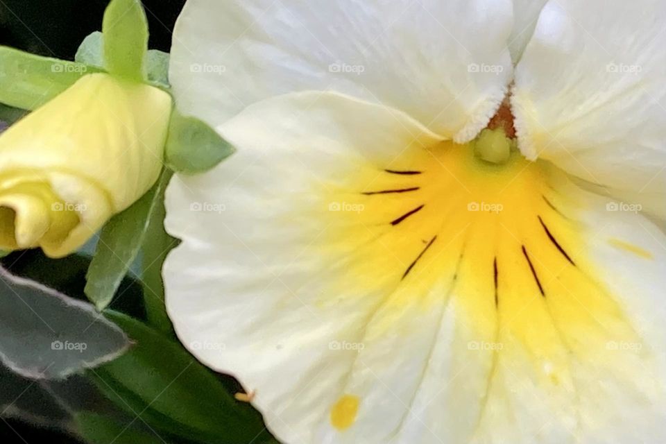 White viola blooming and it’s bud