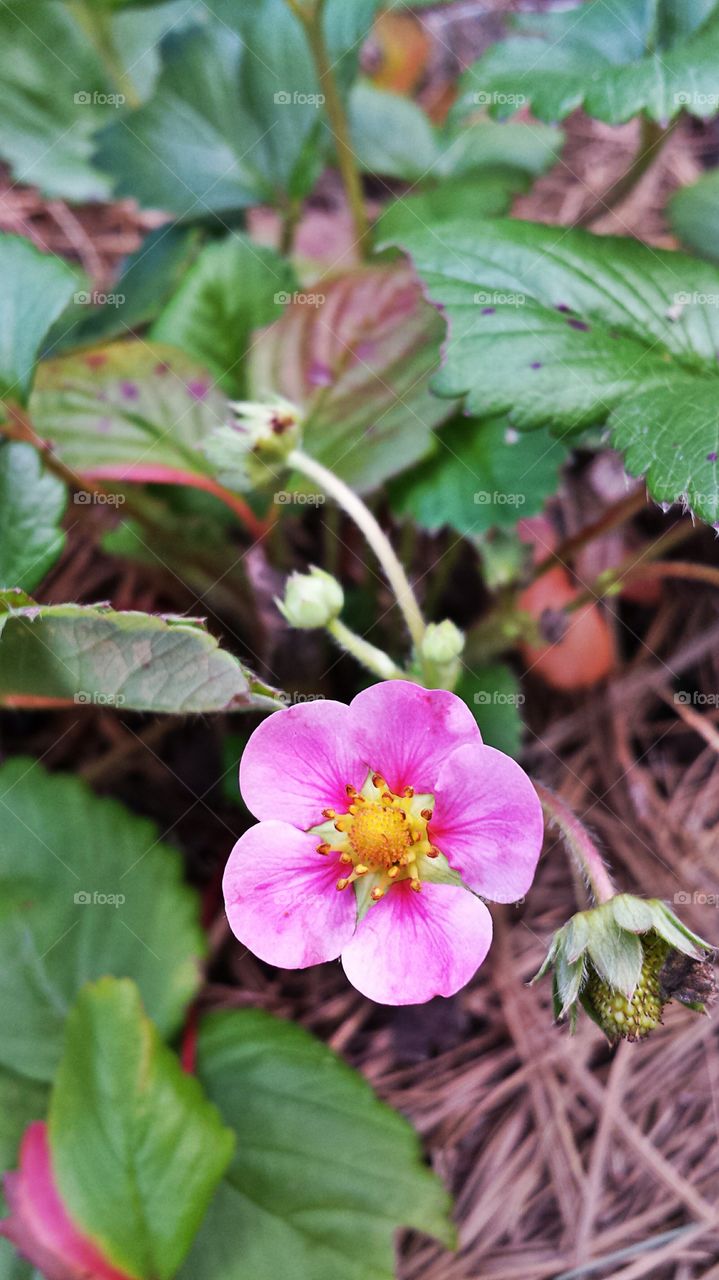 Toscana Strawberry Blossom. Strawberry Plant